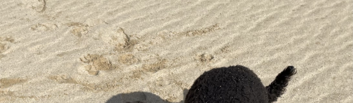DEXY’S (MIS) ADVENTURES – Chapter 12 – Digging for ??? 