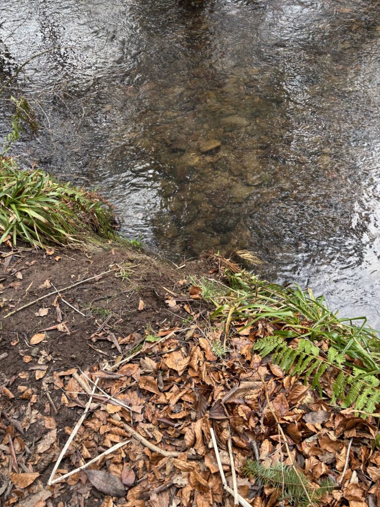 DEXY’S (MIS) ADVENTURES – Chapter 6 – St. Valentine’s Day Walk 
