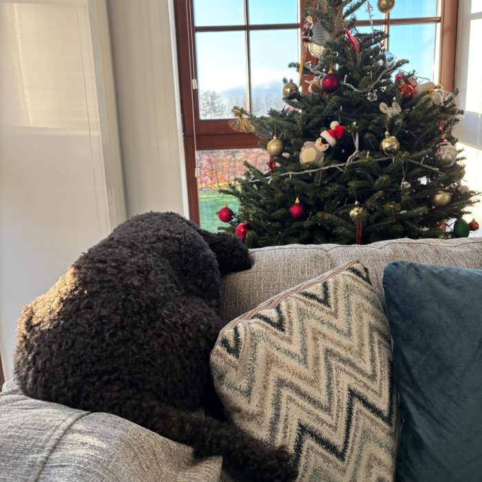 DEXY’S (MIS) ADVENTURES – Chapter 10 – The move