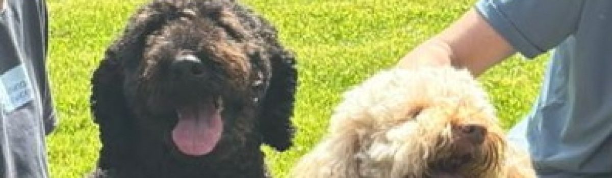DEXY’S (MIS) ADVENTURES – Chapter 14 – When Dexy met Clemmie